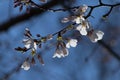 Cherry Tree Blooms