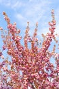 Cherry Tree Blooms Royalty Free Stock Photo