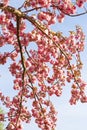 Cherry Tree Blooms Royalty Free Stock Photo