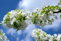 Cherry tree blooms with white flowers Royalty Free Stock Photo