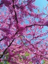 Cherry tree blooms with pink flowers in the spring botanical garden and bird feeders from recycled cans Royalty Free Stock Photo