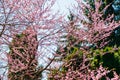 Cherry tree blooms in pink flowers in spring Royalty Free Stock Photo