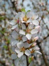 Cherry tree blooms Royalty Free Stock Photo