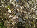 The cherry tree blooms Royalty Free Stock Photo