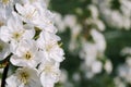 Cherry tree bloosom in spring orchard