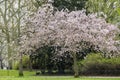 Cherry Tree Blossm in the Hyde Park