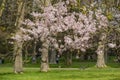 Cherry Tree Blossm in the Hyde Park