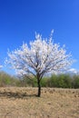 Young Cherry Tree in Blossom