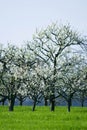 Cherry tree in blossom Royalty Free Stock Photo