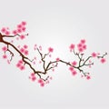 Cherry tree blossom