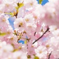 Cherry tree blossom and a bee Royalty Free Stock Photo
