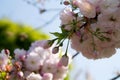 Cherry tree blossom on blue sky as background Royalty Free Stock Photo