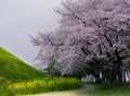 Cherry Tree Blossom Canopy in Japan Royalty Free Stock Photo