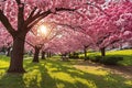 The cherry blossom garden is in full bloom