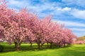 Cherry tree blossom explosion Royalty Free Stock Photo