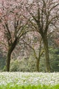 Cherry tree blossom