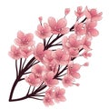 Cherry tree blossom.Hand drawn vector illustration. Isolated elements. Royalty Free Stock Photo