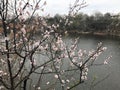 Cherry tree blossom on the lake in late spring time Royalty Free Stock Photo