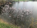 Cherry tree blossom on the lake in late spring time Royalty Free Stock Photo