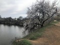 Cherry tree blossom on the lake in late spring time Royalty Free Stock Photo