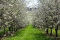 Cherry tree blossom orchard with grass path, Czech landscape Royalty Free Stock Photo