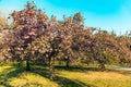 Cherry tree blossom in Parc de Sceaux - Ile de France - Paris - France