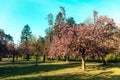 Cherry tree blossom in Parc de Sceaux - Ile de France - Paris - France