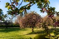 Cherry tree blossom in Parc de Sceaux - Ile de France - Paris - France