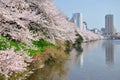 Cherry tree blossom sakura along the canal at Ichigaya, Tokyo, Japan