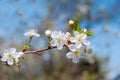 Cherry tree blossom spring background of blooming flowers beautiful nature with blossoming tree spring flowers.