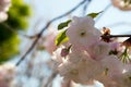 Cherry tree blossom on blue sky as background Royalty Free Stock Photo