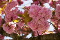 Cherry tree blossom on blue sky as background Royalty Free Stock Photo