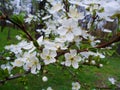 cherry tree blossom in spring