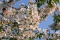 Cherry tree blossom, spring season in fruit orchards in Haspengouw agricultural region in Belgium, close up