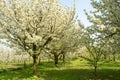 Cherry tree blossom, spring season in fruit orchards in Haspengouw agricultural region in Belgium, landscape Royalty Free Stock Photo