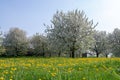 Cherry tree blossom, spring season in fruit orchards in Haspengouw agricultural region in Belgium, landscape