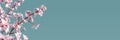 Cherry tree blossom on turquoise blue background Royalty Free Stock Photo