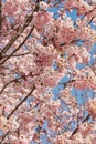 Cherry tree blossom, twigs with pink flowers texture background in a spring day, blue sky Royalty Free Stock Photo