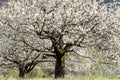 Cherry tree blossom in Spain