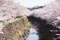 cherry tree blossom at Yamazaki river, Nagoya Royalty Free Stock Photo