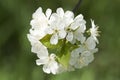 Cherry tree blossoming Royalty Free Stock Photo