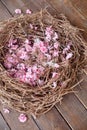 Cherry tree blossoming flowers in straw nest on brown wooden background. Royalty Free Stock Photo