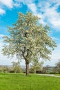 Cherry tree blossoming garden Spring landscape Royalty Free Stock Photo