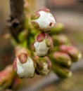 Cherry tree blossoming in spring Royalty Free Stock Photo