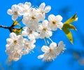 Cherry tree blossoming Royalty Free Stock Photo