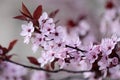 Cherry tree blossoms