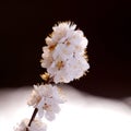 Cherry Tree Blossoms Royalty Free Stock Photo