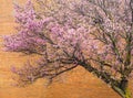 Cherry tree blossoms against the brick wall Royalty Free Stock Photo