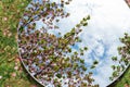 cherry tree blossoms reflection in round mirror Royalty Free Stock Photo