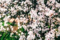 Cherry tree blossoms. Spring flowers background. Royalty Free Stock Photo